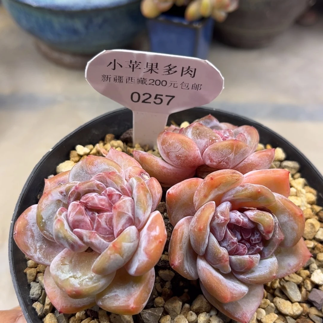 绿底紫心257/10cm3头