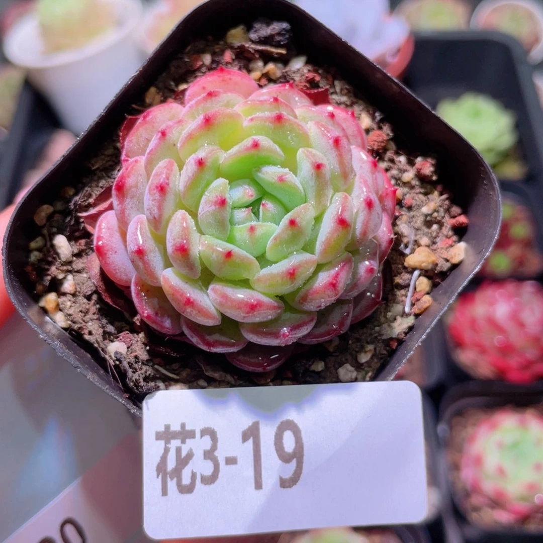 花利美3-19哈尼单头