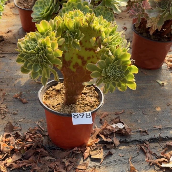 青檬缀多肉植物不包损989