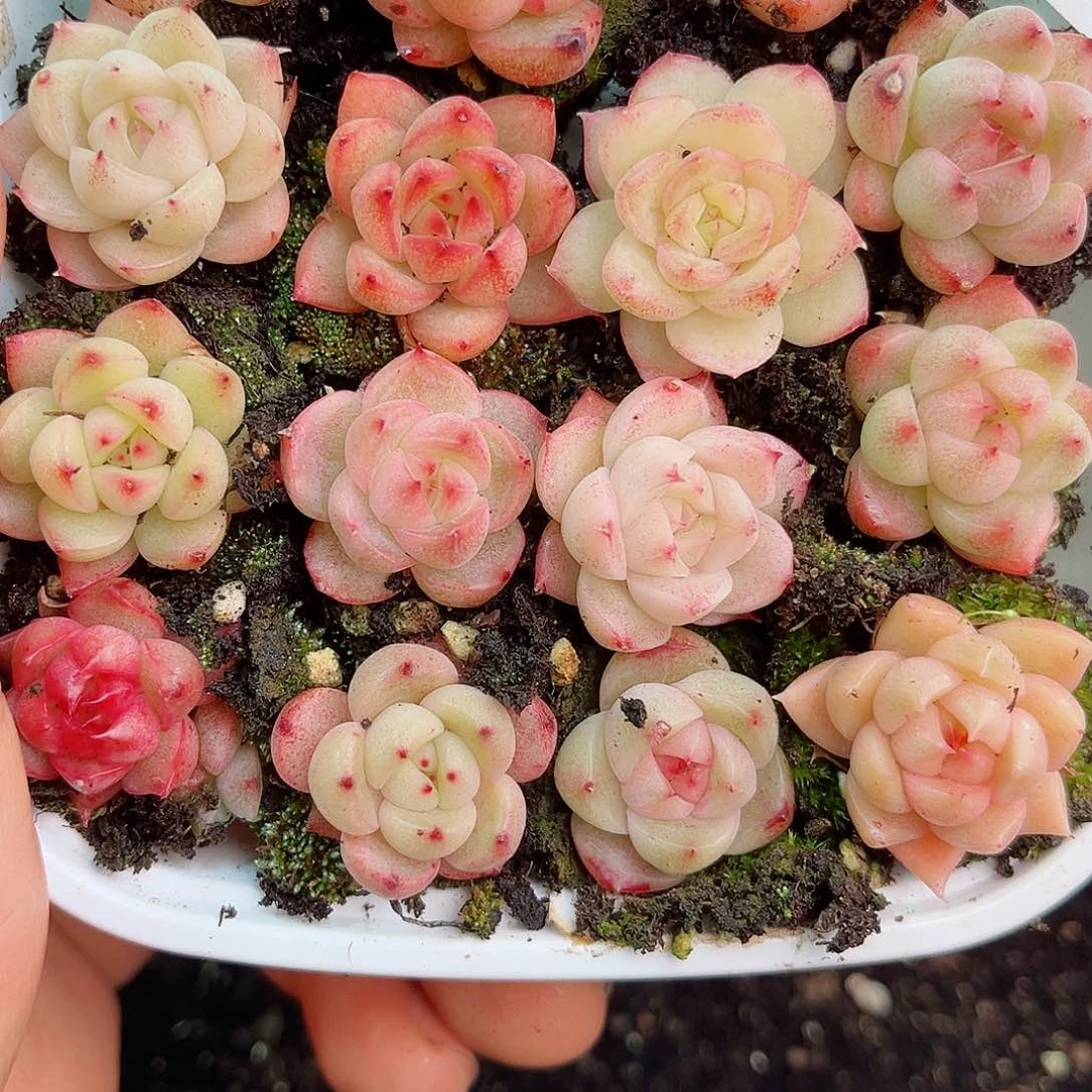 1-382 新疆西藏内蒙不发12.8包邮2-3公分多肉