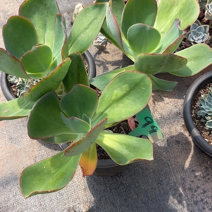 晨语多肉，一物一拍芭比娃娃99