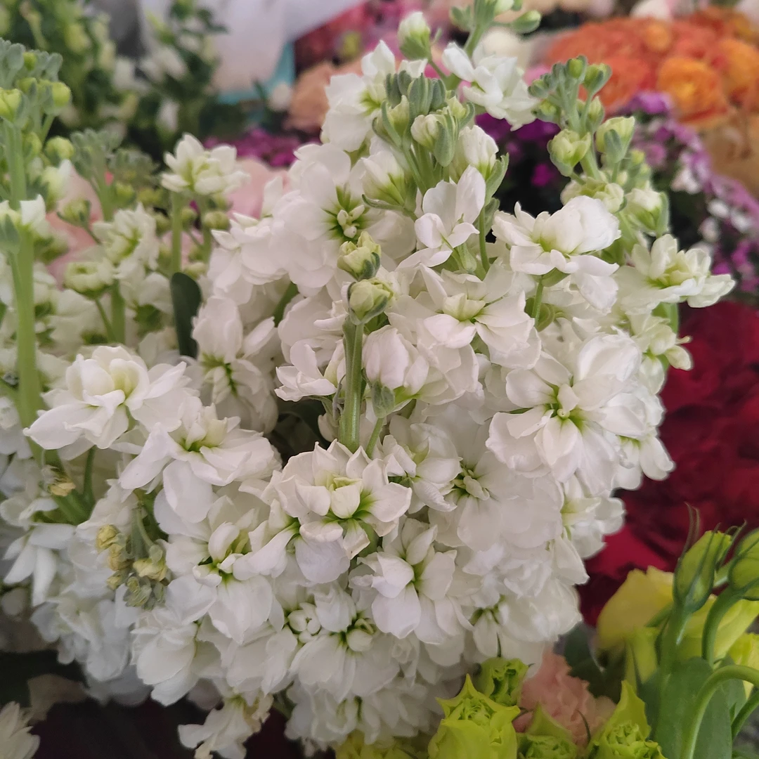 白色紫罗兰十支一把