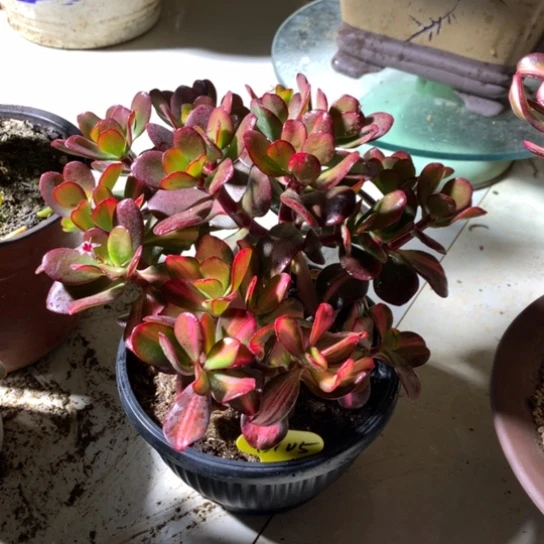 兰*D105卷叶紫叶一体