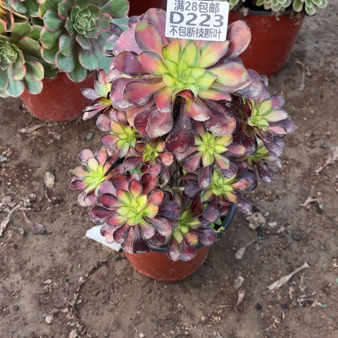 M. 223魅力多肉122333