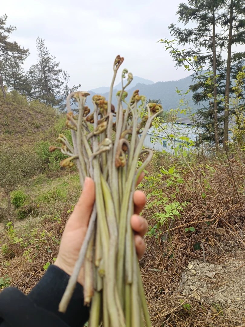 贵州黔东南特产野生新鲜高山蕨菜