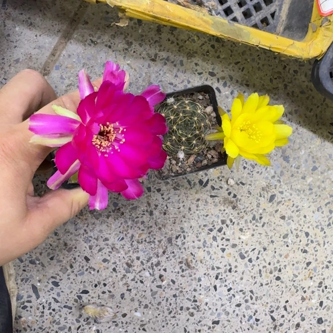 289丽花脱土发货掰花软很小斑