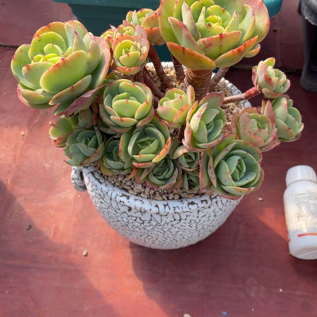 群生碧桃裸根发货