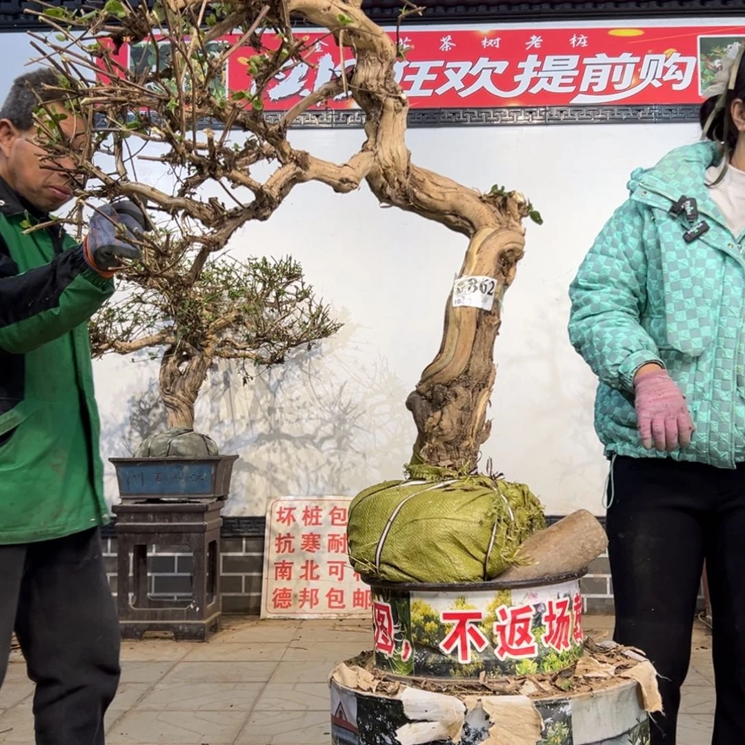 无花朵金银花88888