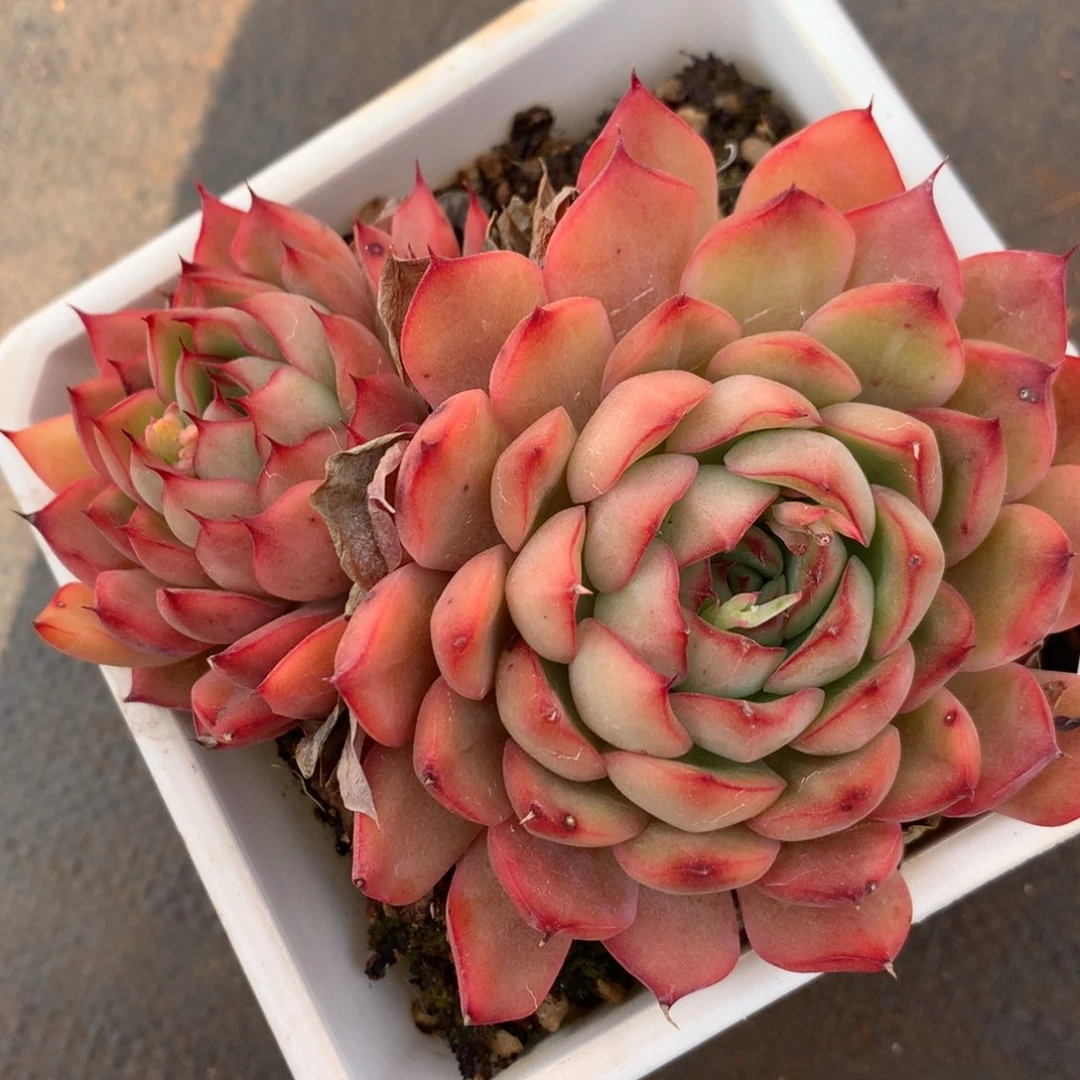 4825杂交精品基地11厘米