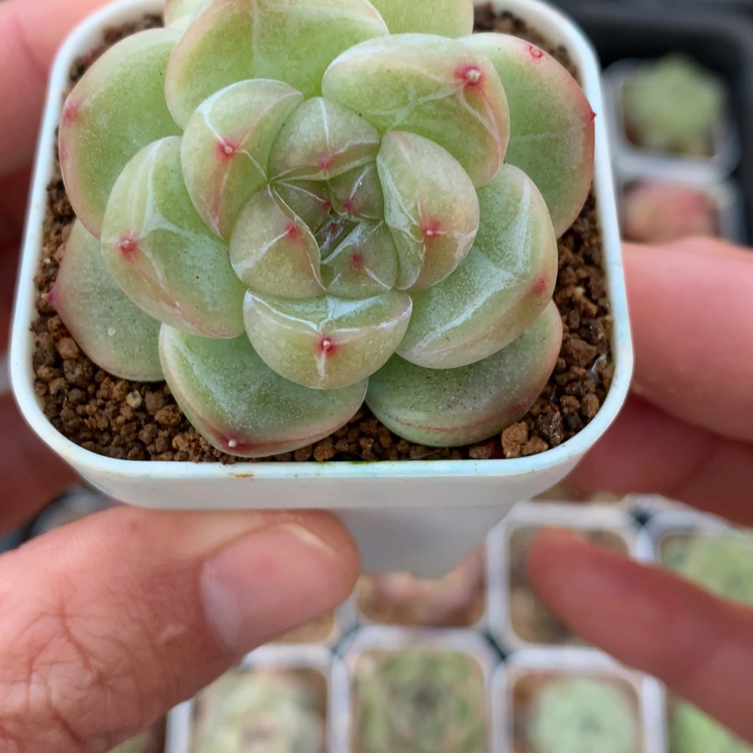 白体宽叶。   双头暗纹珍妮。   6号