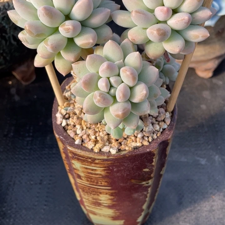 宁**远弥一物一一拍