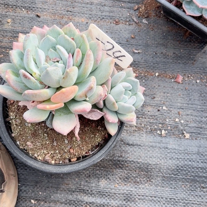 晨语多肉一物一拍一24