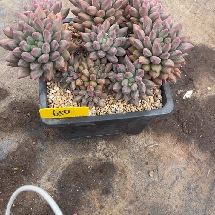 芳***芳650 000000000000000