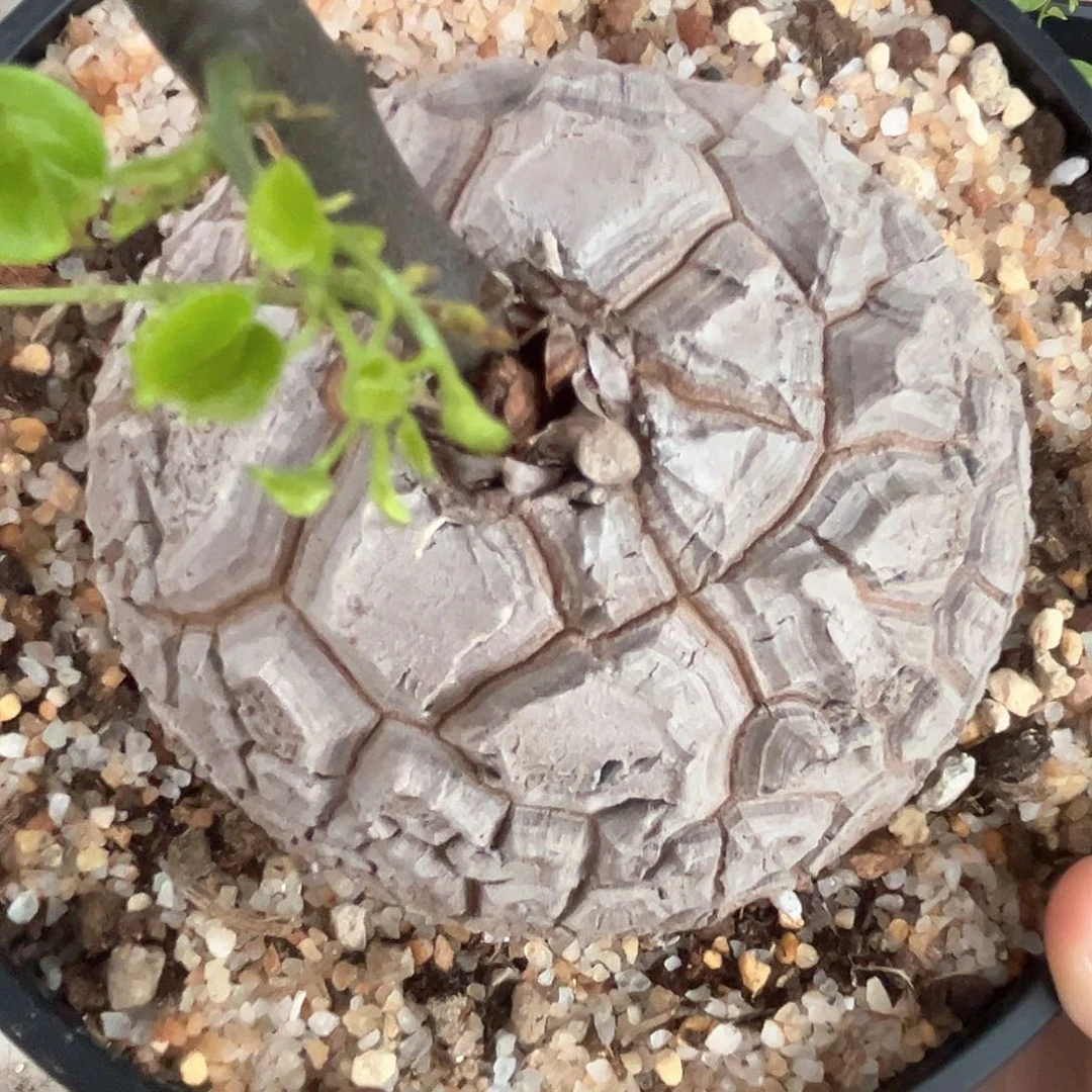 潮流植物白皮大甲南非龟，11.4公分