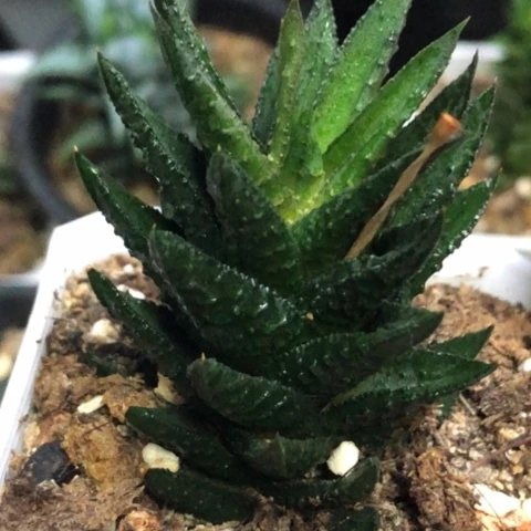 松挲掌硬叶带盆发货