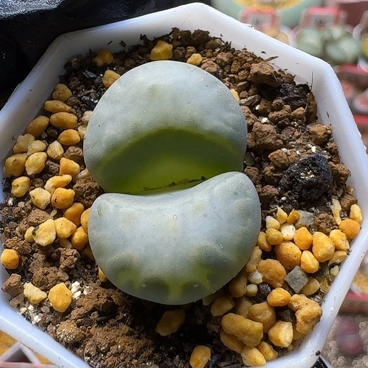 生石花2:：：：。  6号