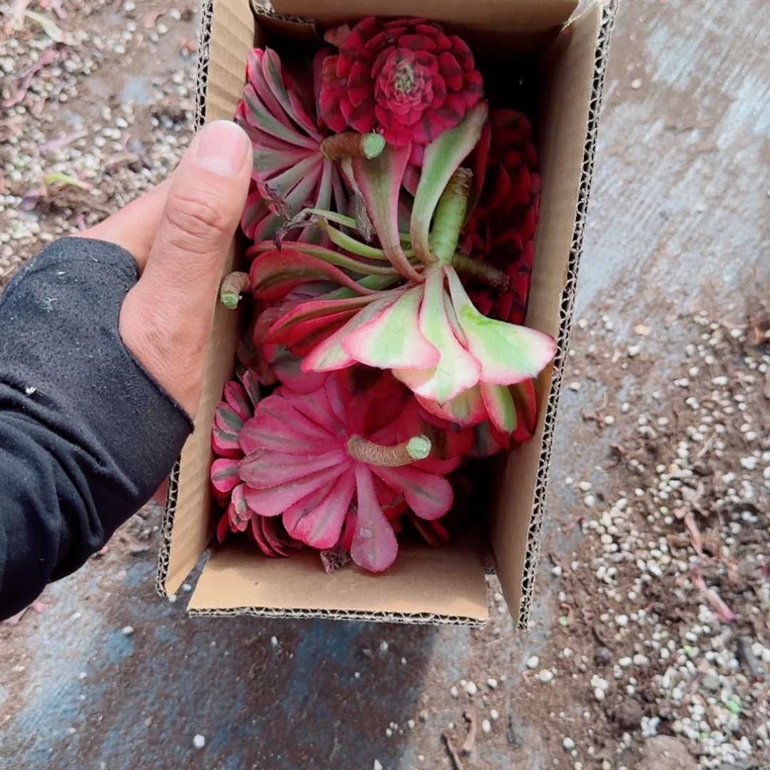 砍头苗彩色一箱多肉法师