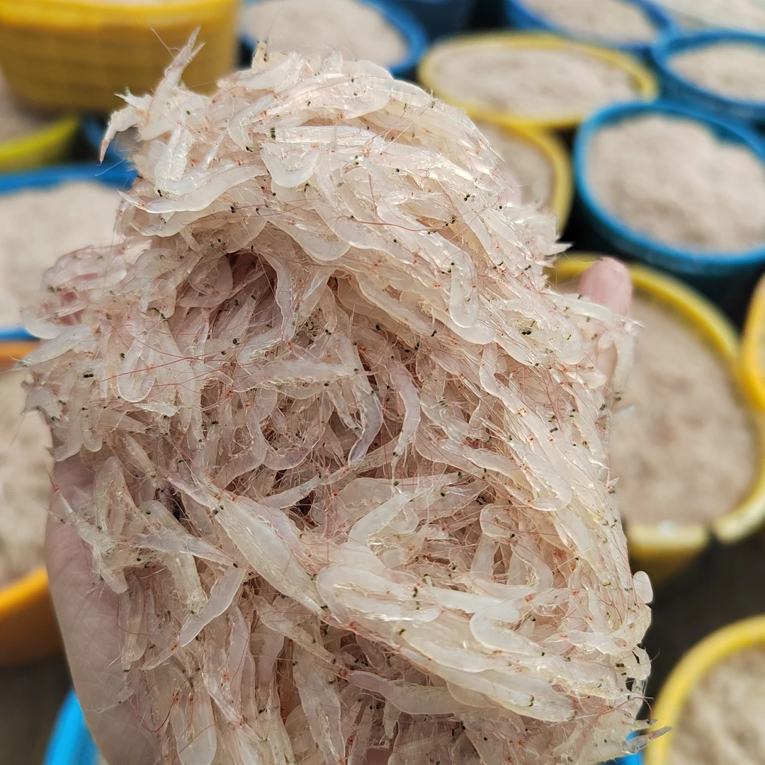 新鲜小虾仔迷你小虾仔