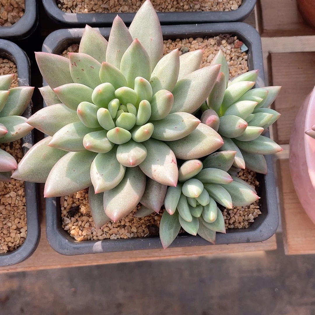 无砍3头群米其林多肉
