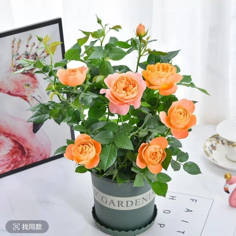 (带花苞发货}果汁阳台月季盆栽庭院阳台开花植物