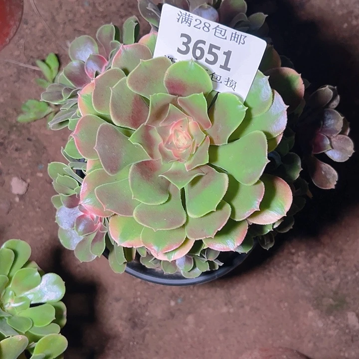 3651香妃多肉植物