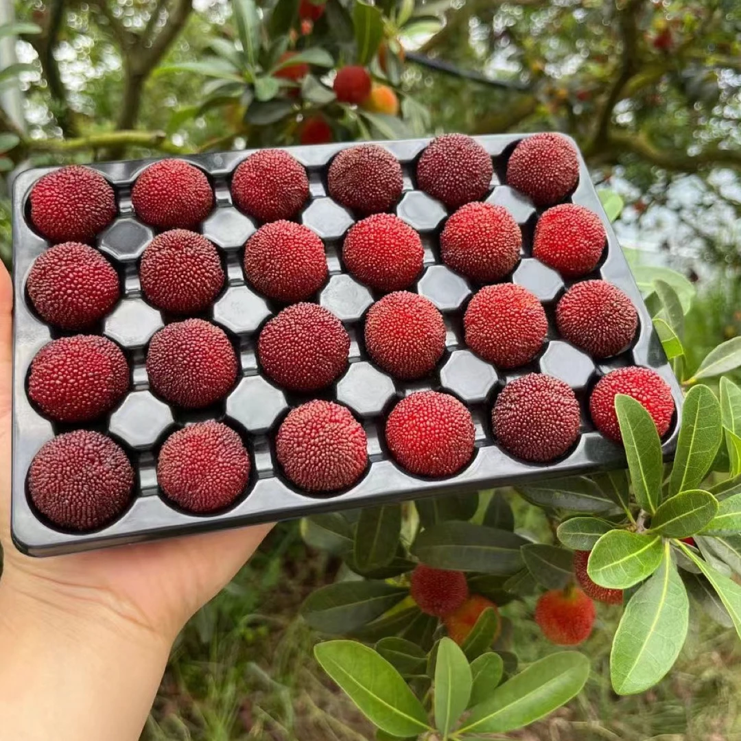 （珊珊荸荠杨梅）仙居荸荠杨梅新鲜水果杨梅现摘现