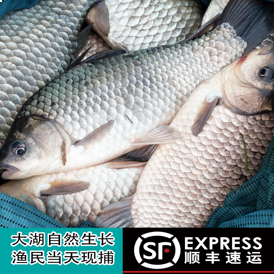 【各种鱼】直播间称重，顺丰发货