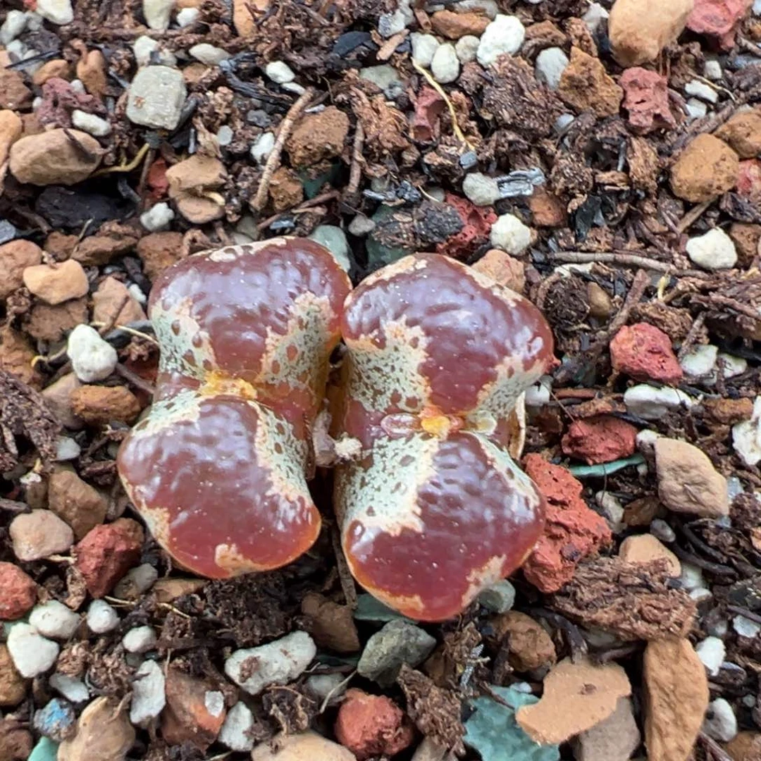 文***样9.25好看的多肉脱土发货458