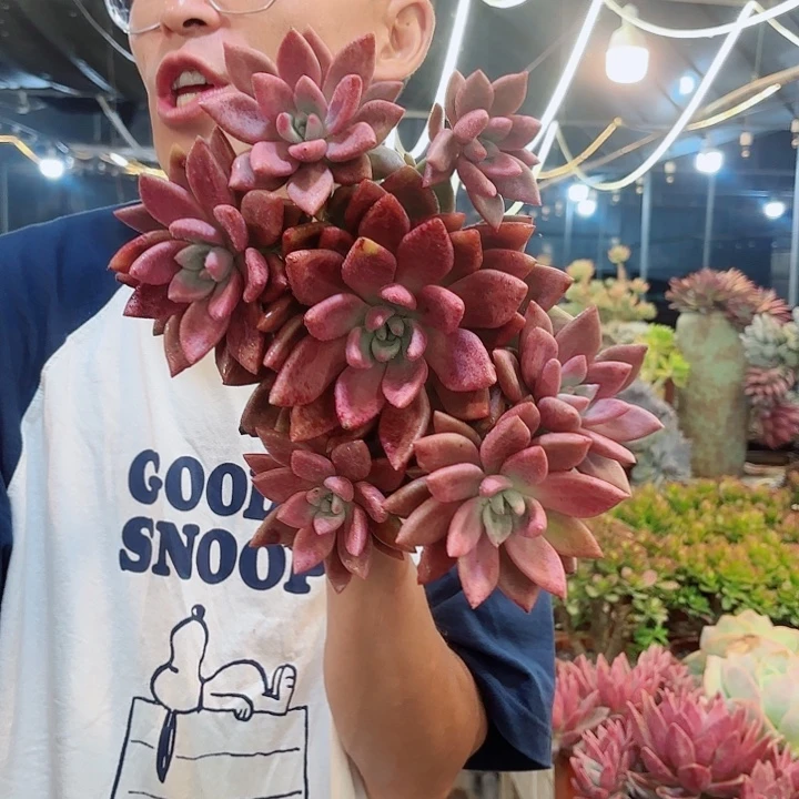 桃花源群生整装多肉