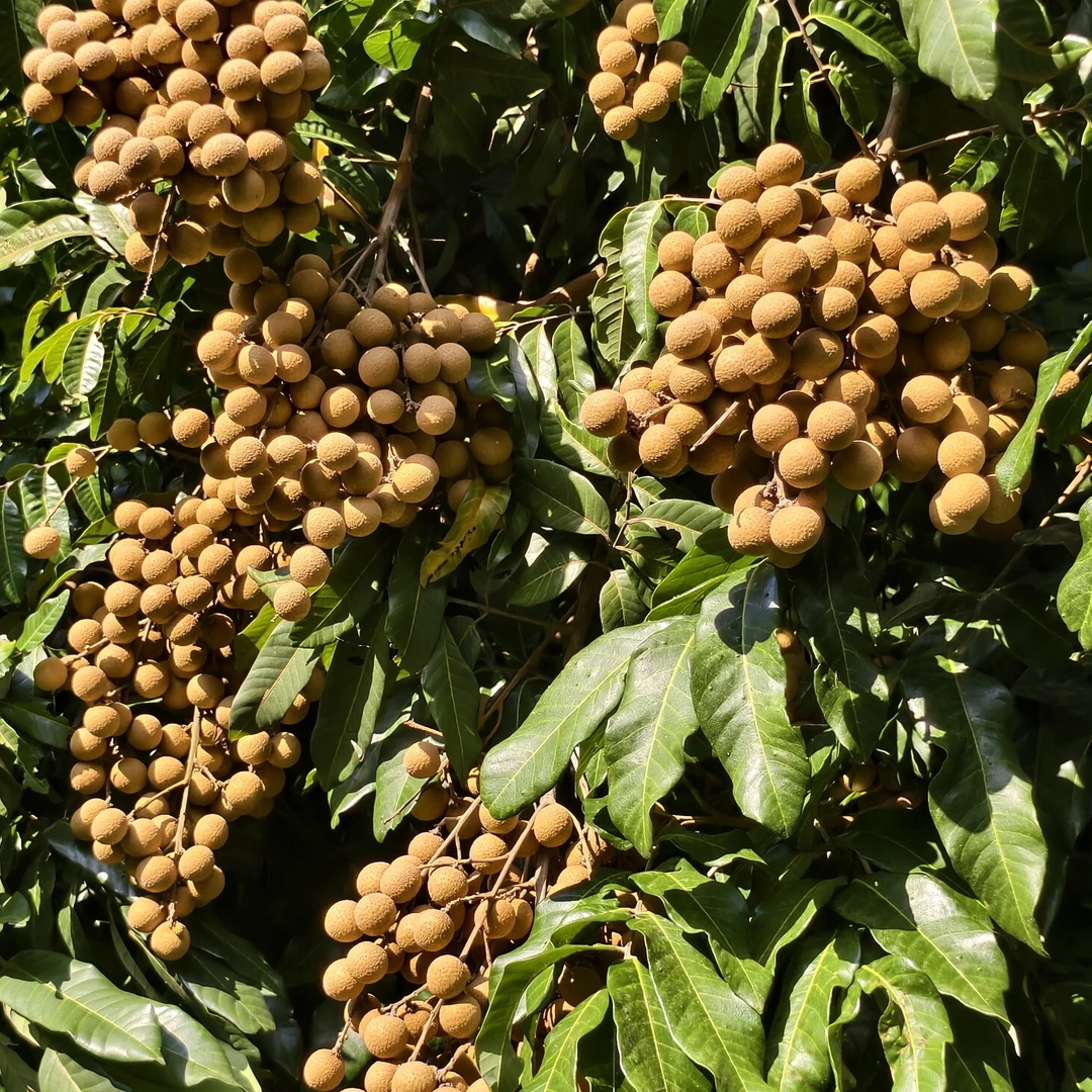 京东顺丰直发现摘当季新鲜龙眼清甜多汁肉厚饱满水果