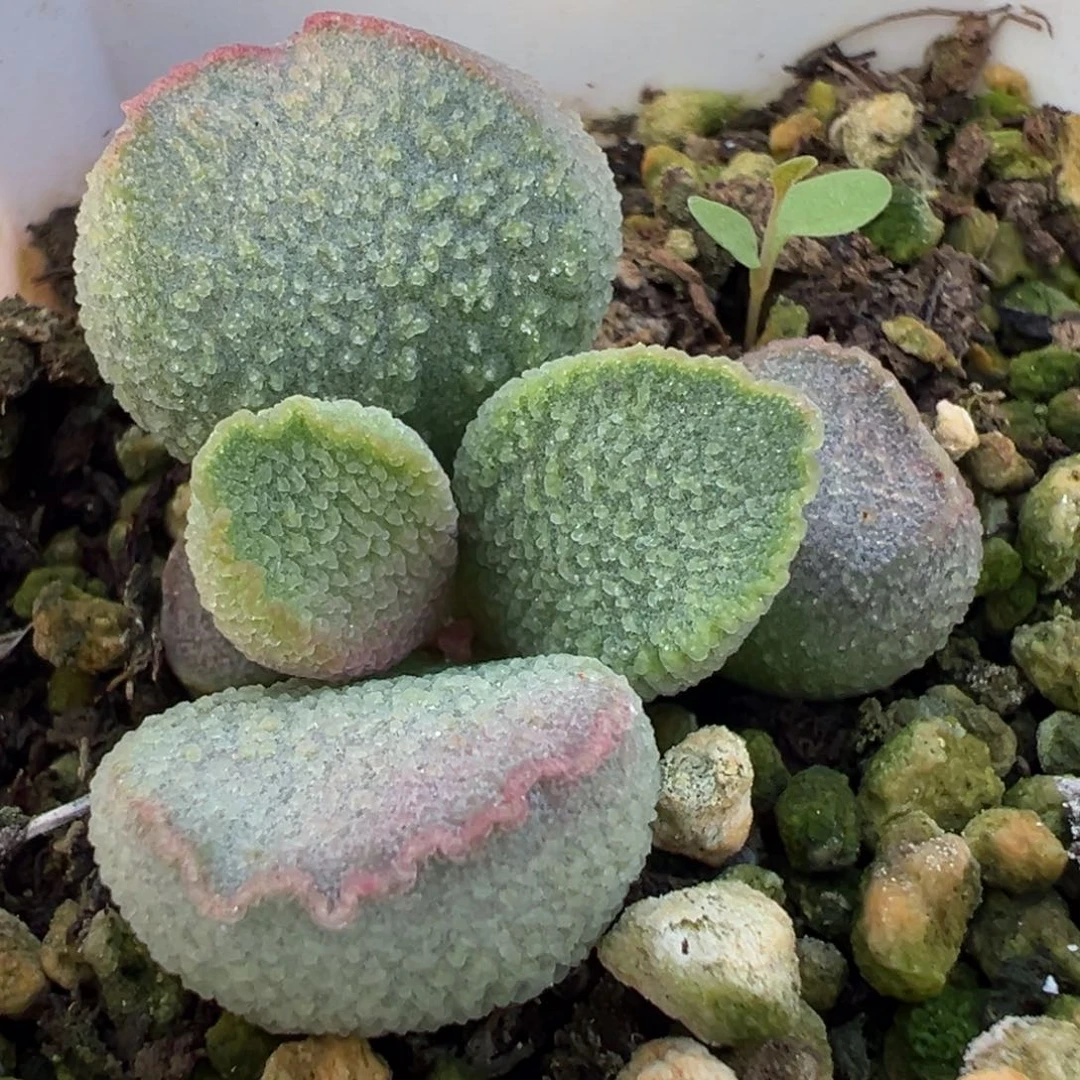 福利款实生新品多肉植物水泡