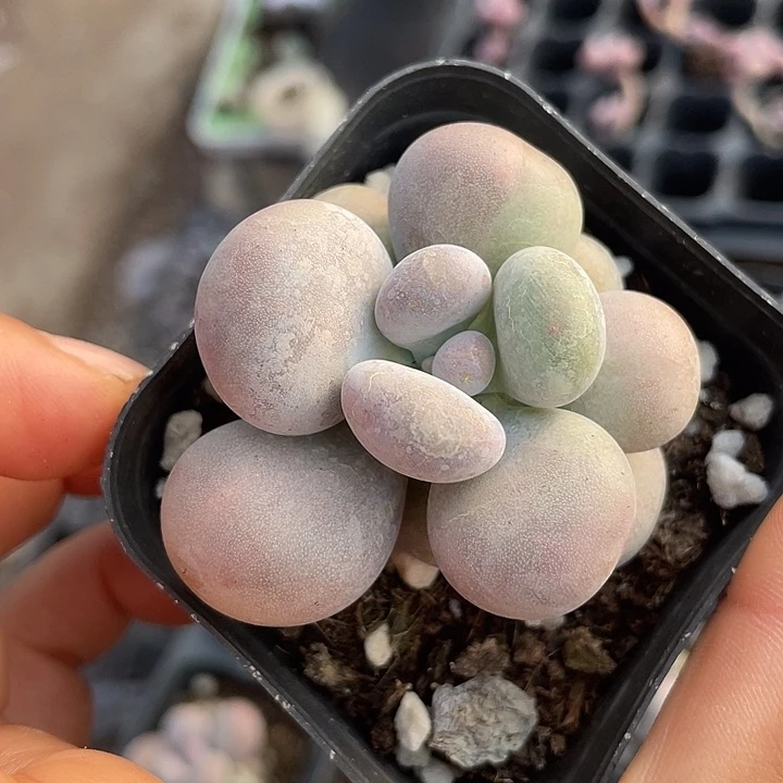一物一拍满18包邮