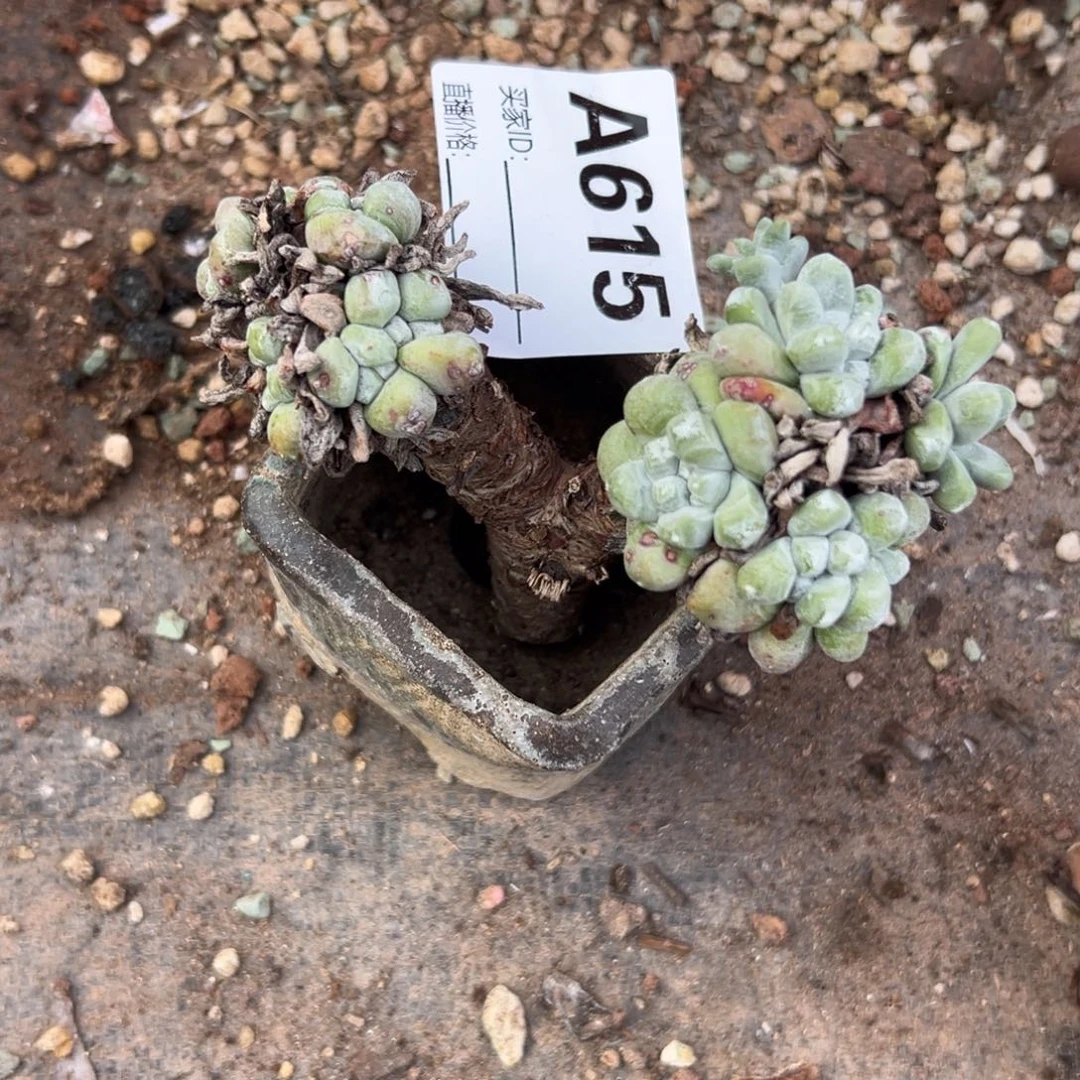 享***享谢谢姐姐～一物一拍615