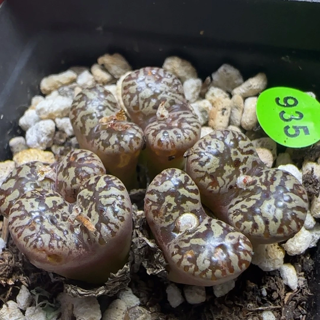 漂漂亮亮多肉植物935