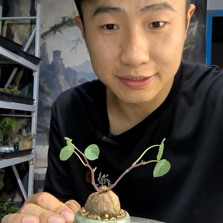 风**期中青园艺一物一拍126