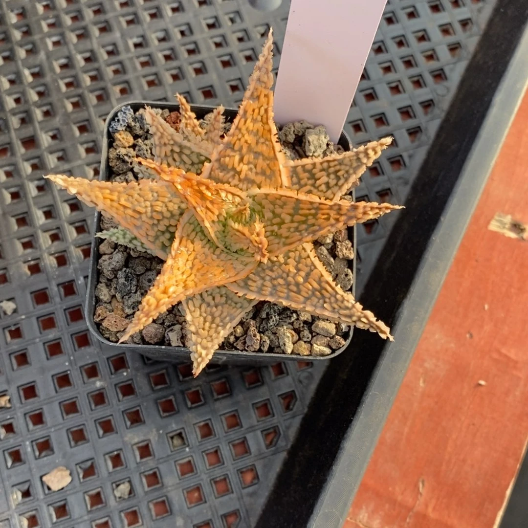 白**羊020231白羊园艺芦荟