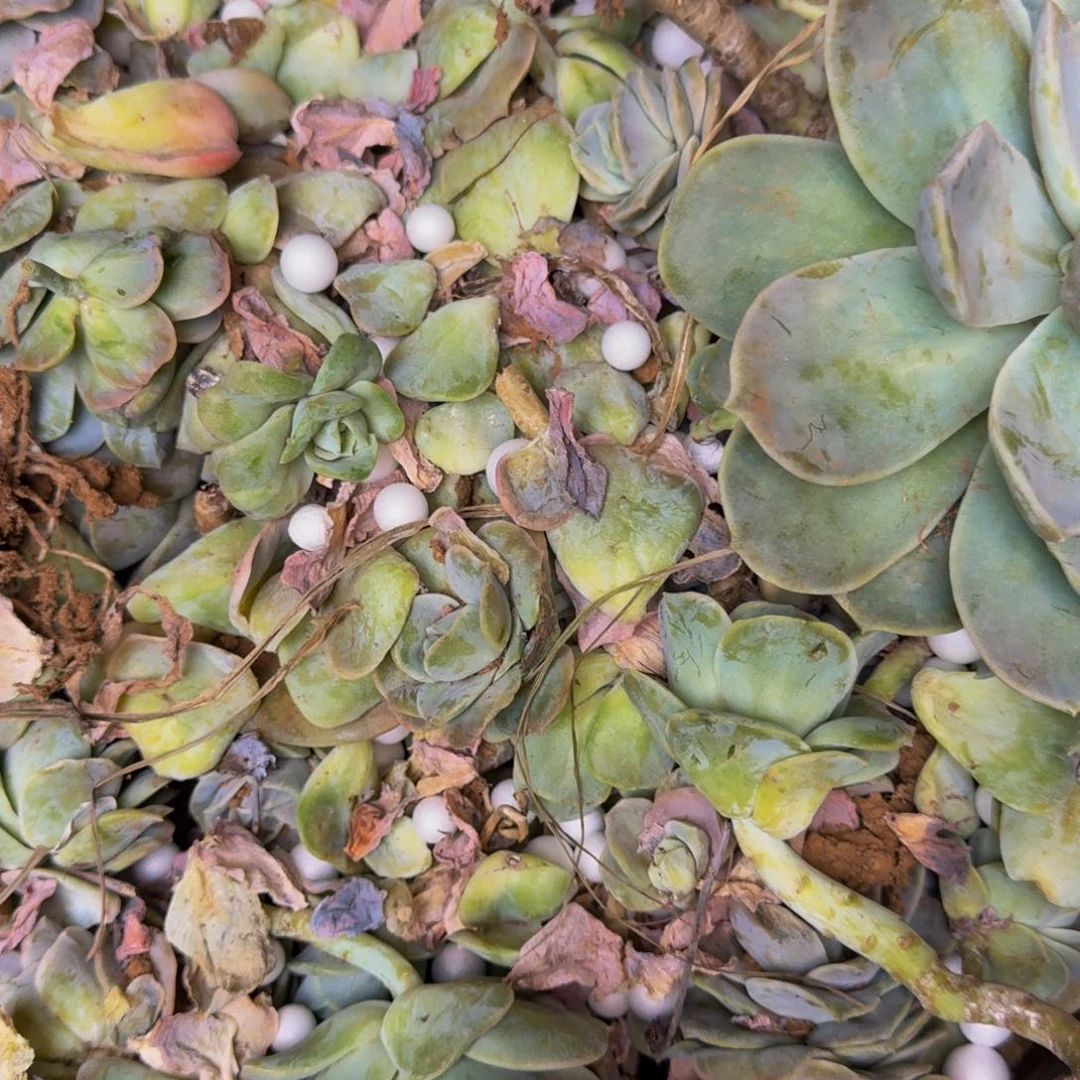 多肉砍头 不包损10米