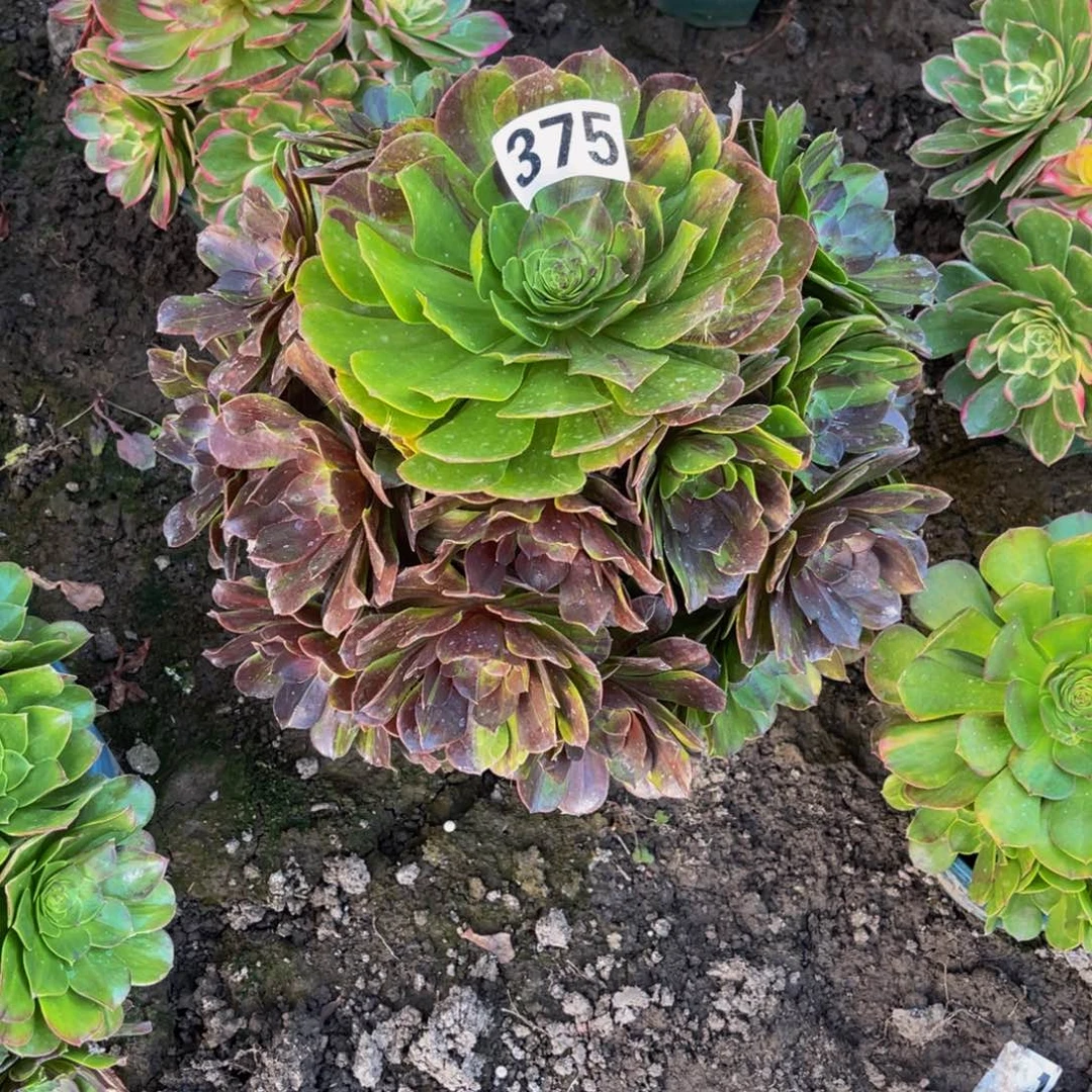 花月夜26/—/-15包邮