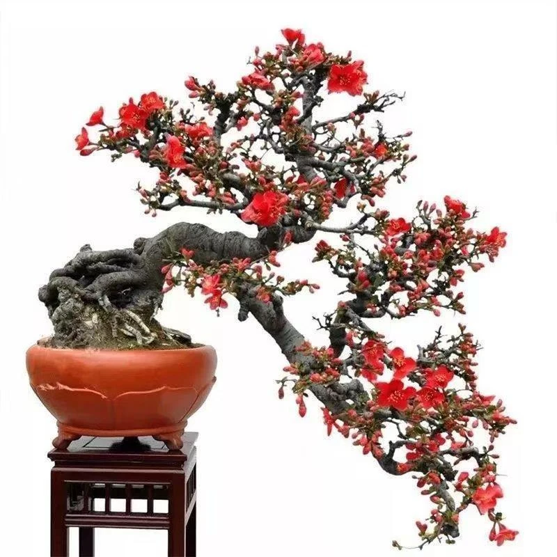 冬红果海棠花卉盆景