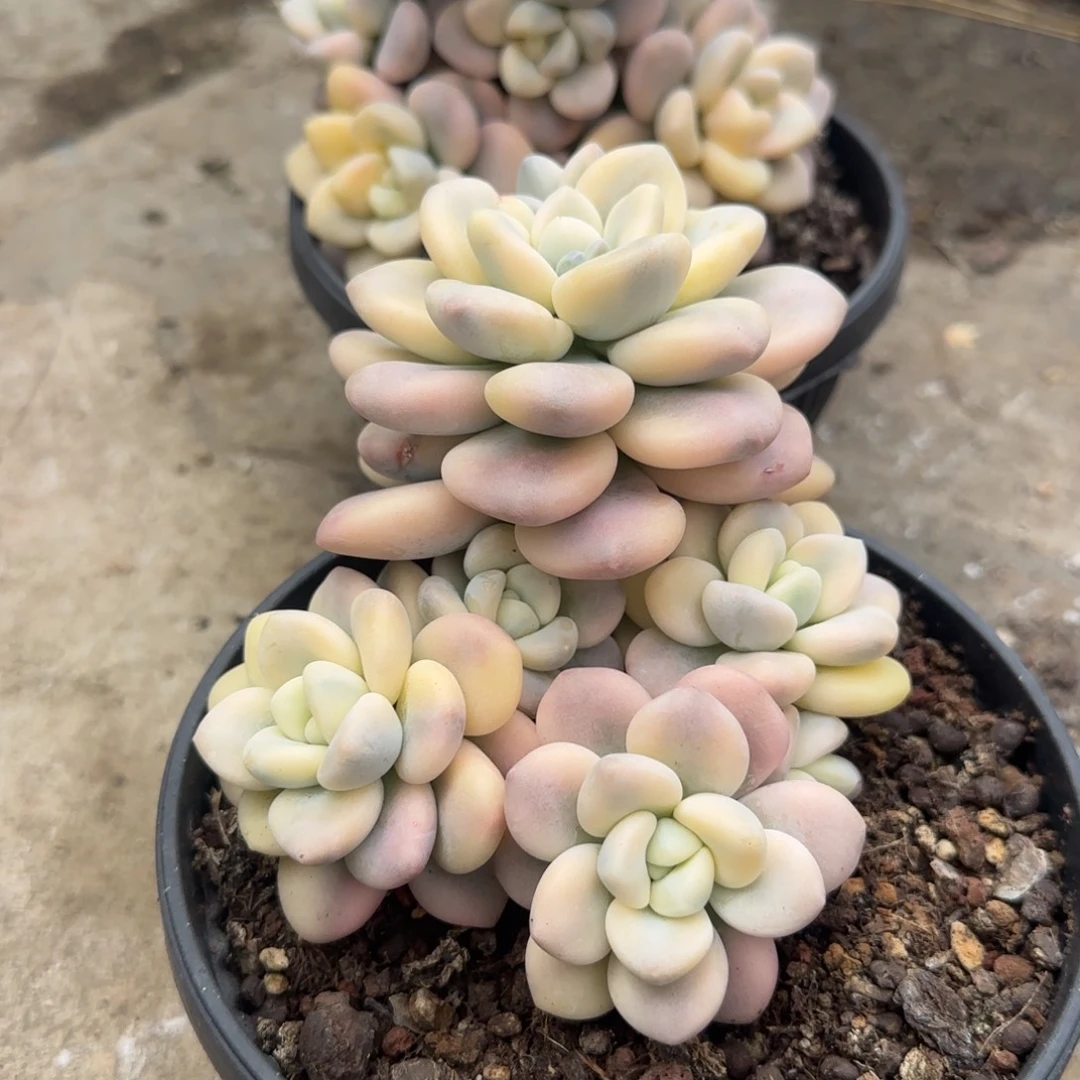 暖***阳多肉植物洛神系列