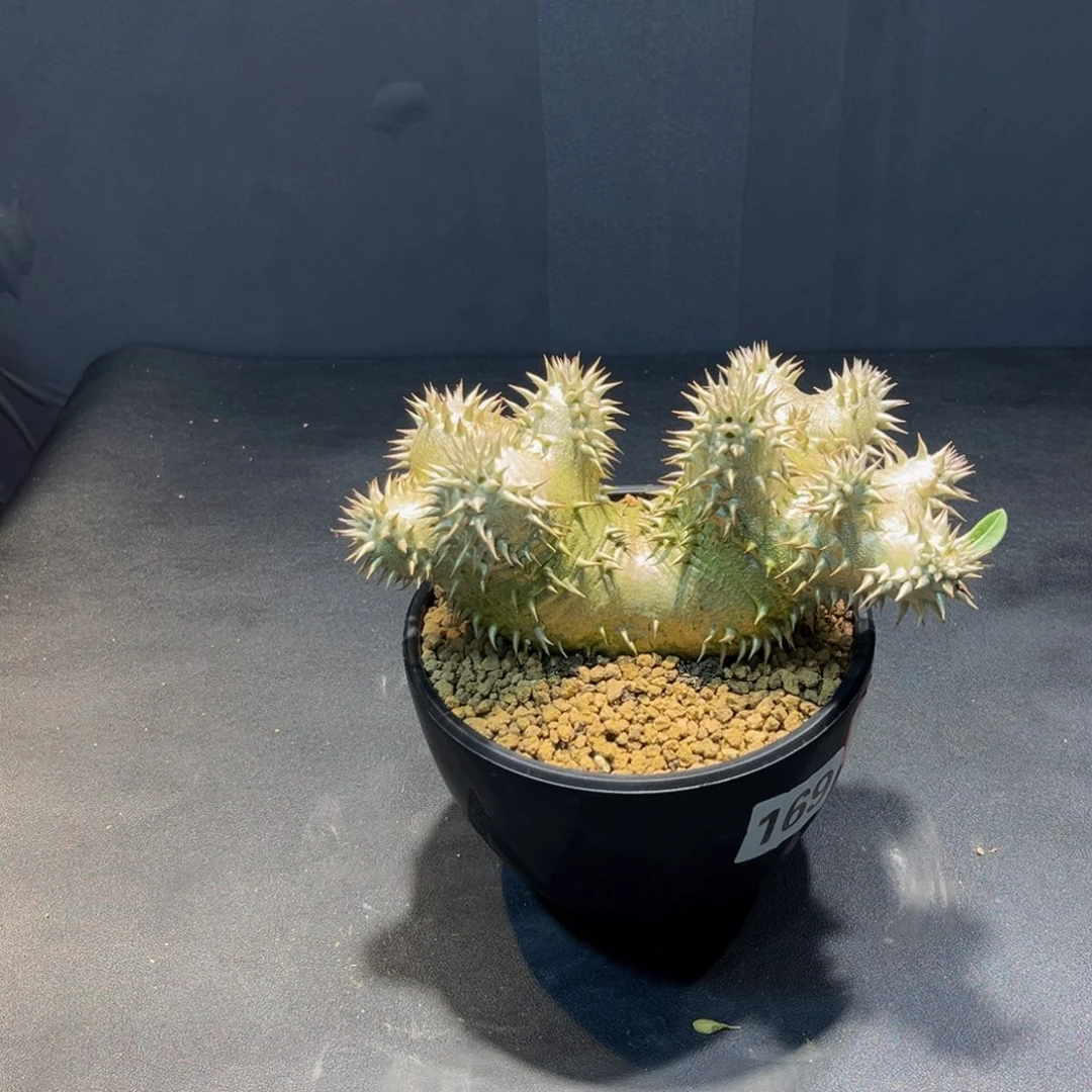 大黑Zzzzzzzzzzzzzzzz