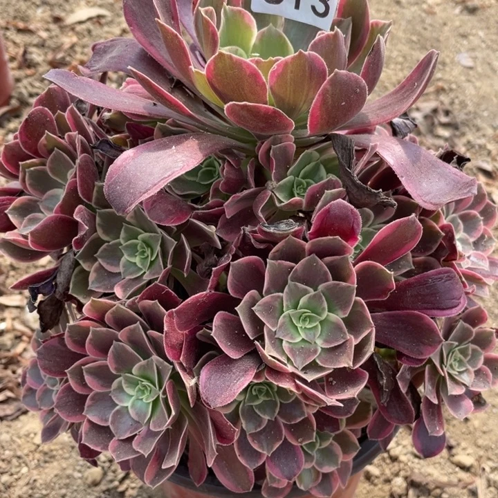 无花朵613多肉植物金丝雀