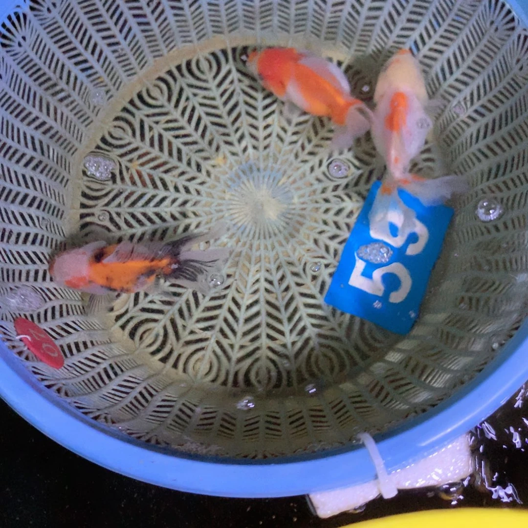 金鱼泰狮百褶亚成