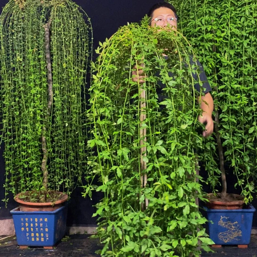 探春花，一物一拍，