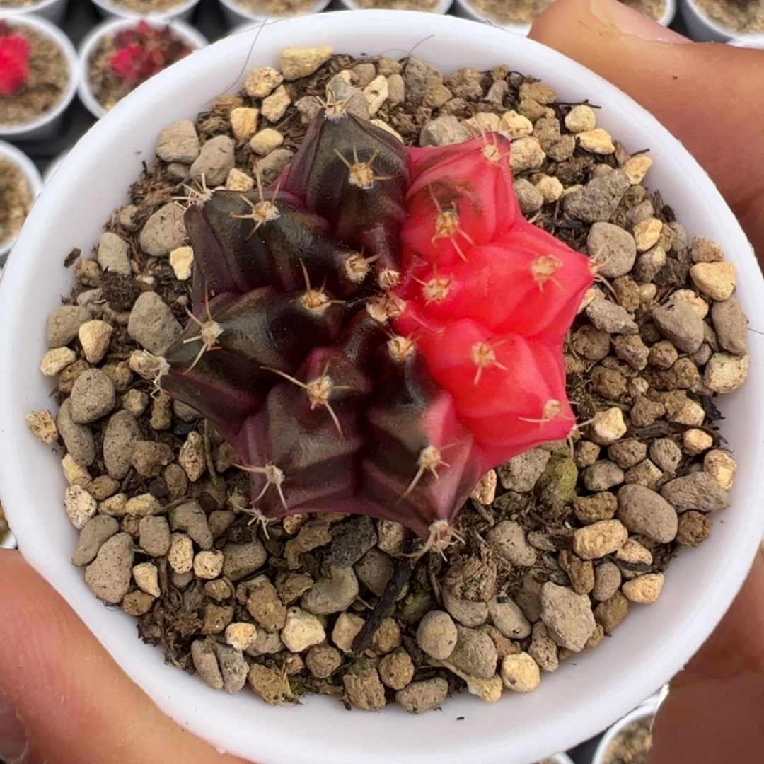 341 好看的米哈冲冲冲