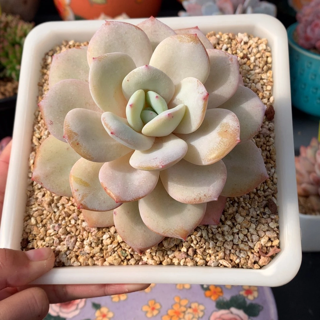 我们家的小姐姐们