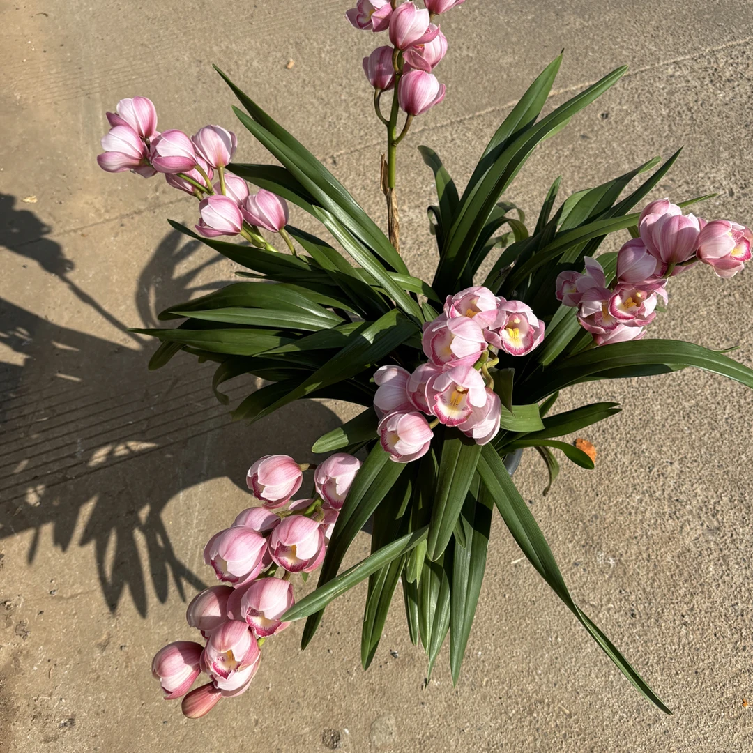 大花蕙兰——朝阳(0度以下拍保温不拍保温冻坏不售后)