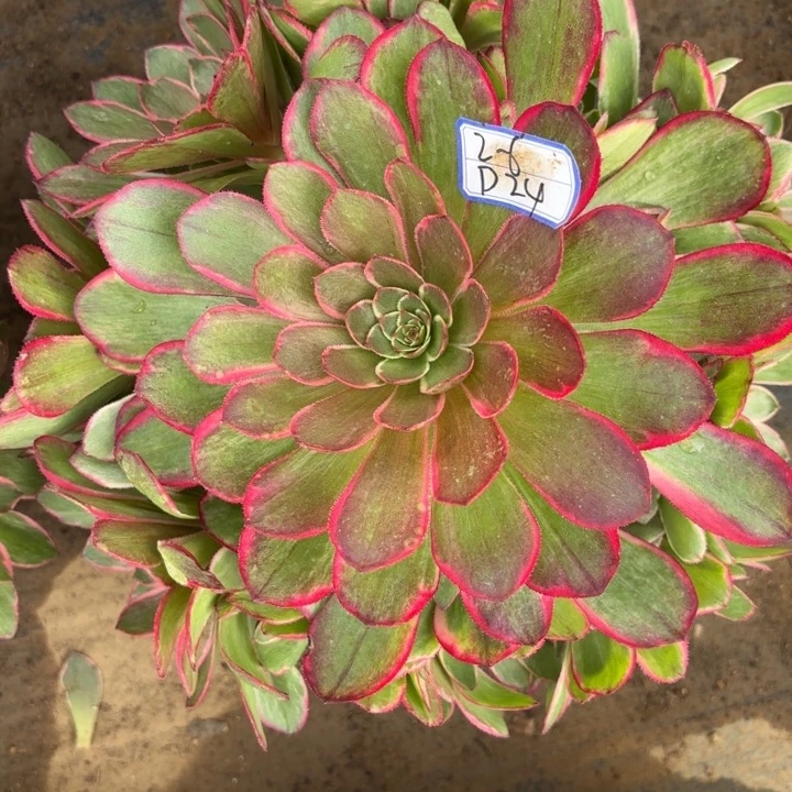 量拍一颗粉花妖多肉断枝不包24