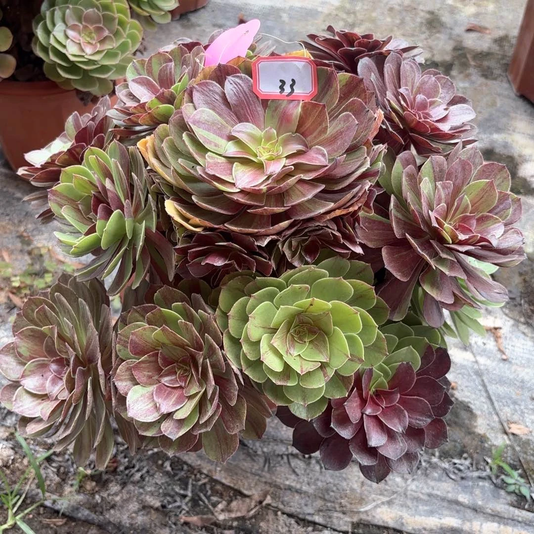 全部花朵33白月光多肉植物