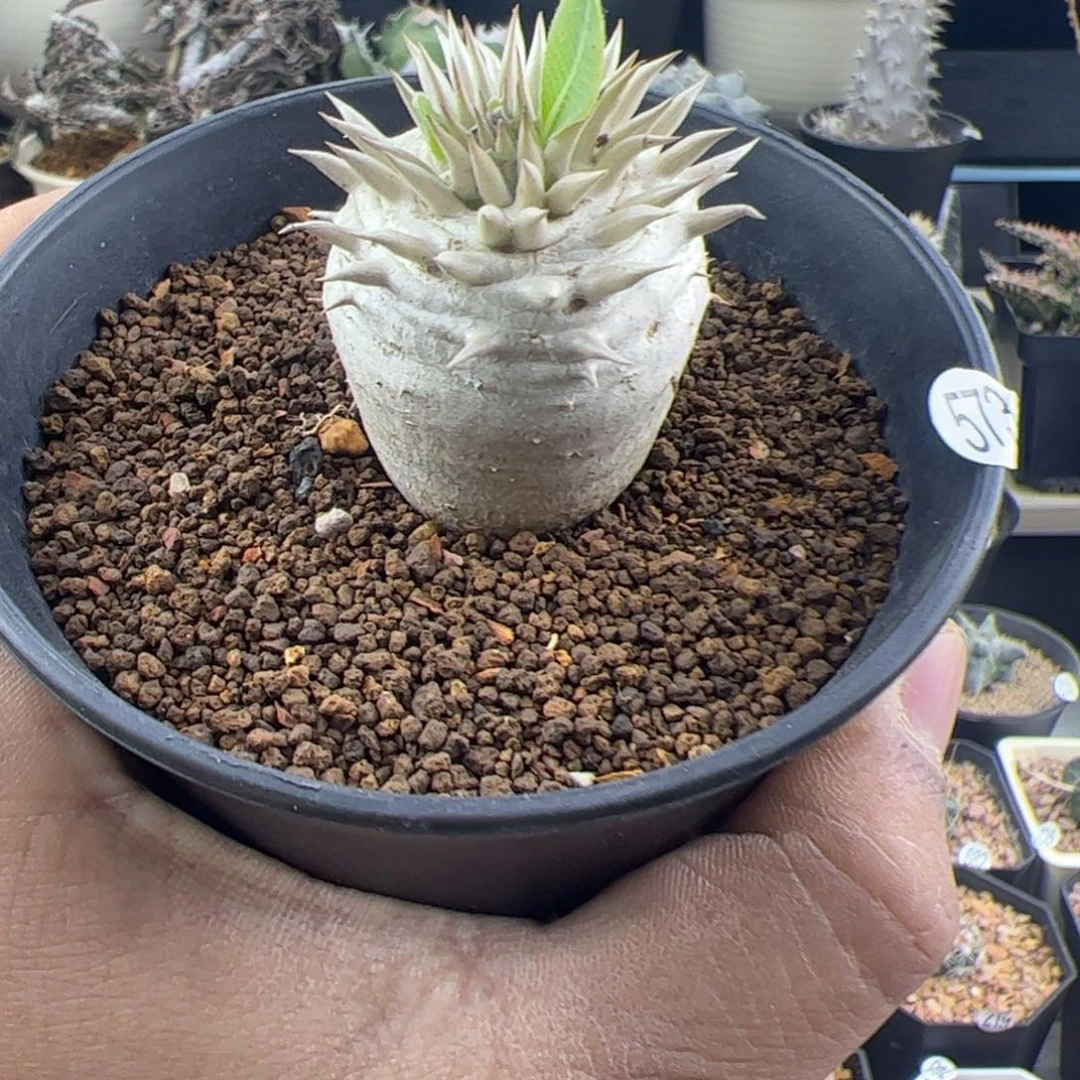 惠比大黑一物一拍573